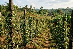 Cách chăm sóc cây hồ tiêu sau thu hoạch