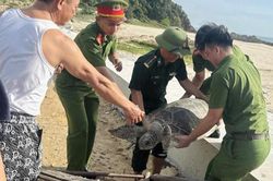 Thả cá thể rùa biển quý hiếm về môi trường tự nhiên