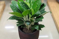Thu hút vận may nhờ biết cách chọn cây phong thủy bàn làm việc cho người tuổi Tý