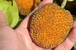 Loại quả dại mọc đầy bờ rào không ai hái giờ thành đặc sản được ưa chuộng giá 120.000 đồng/kg, có tiền vẫn khó mua