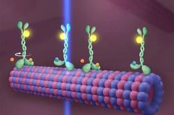 Tìm hiểu về Kinesin - những 'shipper hạnh phúc' quan trọng với cơ thể người