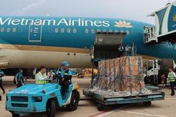 Sếu đầu đỏ 'bay' từ Thái Lan về Việt Nam bằng Boeing 787