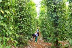 Bản tin nông sản hôm nay (24-6): Giá hồ tiêu tăng nhẹ