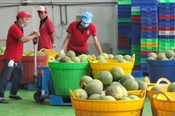 Th&uacute;c đẩy hợp t&aacute;c n&ocirc;ng sản Việt Nam - Trung Quốc theo chuỗi cung ứng bền vững