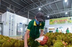 Nông sản Việt chinh phục thị trường Trung Quốc bằng cách nào?