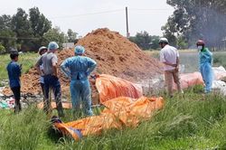 Phát hiện dịch tả lợn châu Phi, tiêu hủy toàn bộ đàn hơn 1.900 con