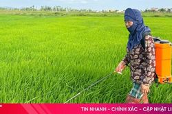 Chủ động ứng phó sâu bệnh, bảo vệ sản xuất lúa hè thu