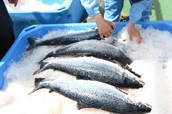 Siêu tàu nuôi cá hồi ngoài biển của Trung Quốc thu hoạch lứa cá thương phẩm đầu tiên