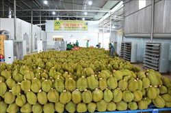 Nông sản Việt chinh phục Trung Quốc bằng chất lượng và sự an toàn
