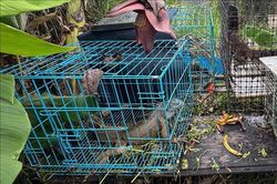 Quản lý chặt hoạt động gây nuôi để bảo vệ động vật hoang dã