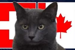 Mèo 'tiên tri' dự đoán trận đấu Thụy Sĩ vs Canada: Kết quả ra sao?