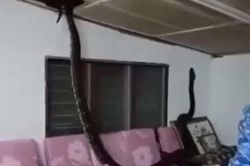 Tá hỏa phát hiện trăn dài hơn 3 mét từ trần nhà rơi xuống phòng khách