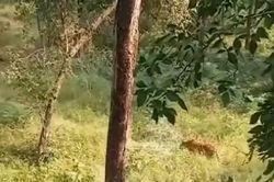 Hai kiểm lâm leo tít lên ngọn cây tránh hổ dữ, diễn biến sau đó khiến nhiều người hồi hộp