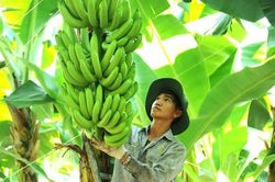 Muốn chinh phục Trung Quốc, nông sản phải đi bằng giá trị gia tăng