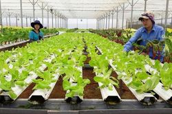 Phê duyệt Chương trình tổng thể về phát triển kinh tế tập thể giai đoạn 2026 - 2030