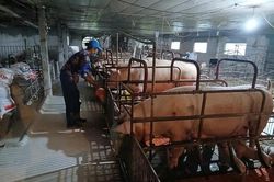 Vĩnh Lộc nỗ lực cải thiện môi trường khu vực chăn nuôi