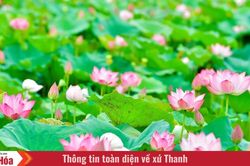 Mùa sen quê nội
