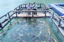 Hòn Nghệ chờ gỡ nút thắt để bứt phá