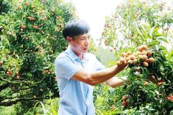 Bắc Ninh: Thu nhập cao từ những vườn vải liên kết ở xã Kiên Lao
