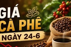 Giá cà phê ngày 24-6: Mất thêm 800 đồng, lùi về sát mốc 88.000 đồng/kg