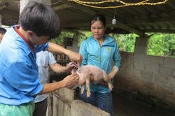 Ngăn bệnh dịch tả lợn châu Phi lan rộng