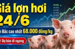 Gi&aacute; lợn hơi h&ocirc;m nay 24/6: Thị trường dự b&aacute;o đi ngang