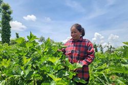 Chị H'Liêm – người phụ nữ dân tộc Mạ làm giàu từ đất, tiếp sức bà con vươn lên