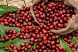 Giá cà phê hôm nay 24/6: Arabica tăng mạnh do mưa kéo dài tại Brazil