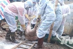 Xét nghiệm hơn 5.000 mẫu máu trên đàn vật nuôi phục vụ kiểm dịch