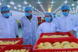 Hàng loạt thị trường siết rào cản SPS: Doanh nghiệp xuất khẩu nông sản đối mặt yêu cầu mới