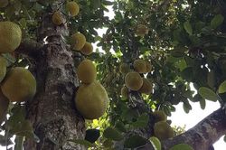 Nhớ c&acirc;y m&iacute;t qu&ecirc; nh&agrave;