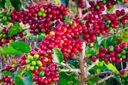 Giảm 800 đồng/kg, giá cà phê kỳ vọng vào lực đẩy từ sàn quốc tế