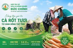 C&agrave; rốt Đức Ch&iacute;nh: Từ c&aacute;nh đồng ven s&ocirc;ng vươn ra thị trường quốc tế