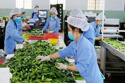 Cuộc đua công nghệ phía sau đơn hàng xuất khẩu