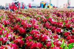 Nông sản Việt Nam chuyển từ cạnh tranh sản lượng sang chất lượng