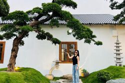 3 cây cảnh trồng càng lâu càng quý: Không nên chặt cũng đừng tùy tiện mang cho