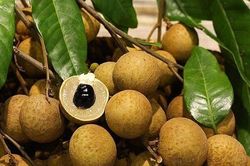 Hưng Yên rộn ràng vào vụ thu hoạch nhãn chín sớm, giá bán cao gấp nhiều lần chính vụ