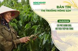 Thị trường nông sản 24/6/2026: Cà phê giảm sâu, hồ tiêu tiếp đà tăng