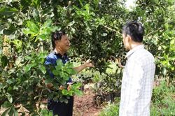 Hiện trạng và giải pháp phát triển bền vững cây mắc ca tại tỉnh Đắk Lắk