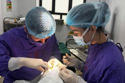 Dập nhãn cầu, lệch thủy tinh thể vì quả cầu lông đập vào mắt