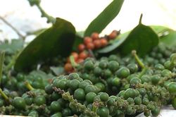 Giá tiêu hôm nay 24/6: Tăng nhẹ 500 đồng/kg