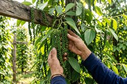 Cách chăm sóc hồ tiêu giai đoạn nuôi trái