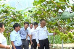 Hộ gia đình ở xã Yên Xuân thành công với mô hình trồng nho sữa theo tiêu chuẩn VietGAP