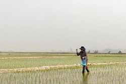 Hà Nội: Gieo cấy hết diện tích lúa Mùa, không để ruộng bỏ hoang