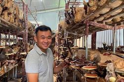 Nông dân trẻ Thiên Lộc và khát vọng đưa nấm lim xanh vươn xa