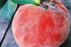 Ăn quả hồng nhung có tác dụng gì?