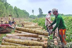 Cà Mau chuyển tư duy giữ rừng sang phát triển kinh tế xanh