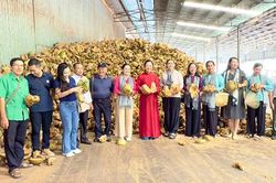 Vĩnh Long đẩy nhanh tiến độ chuẩn bị Hội thảo quốc tế ngành dừa-CocoNext 2026