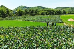 Đà Nẵng: Du lịch cộng đồng Đại An làm thay đổi diện mạo nông thôn