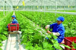 Chính phủ phê duyệt Chương trình phát triển kinh tế tập thể giai đoạn 2026-2030